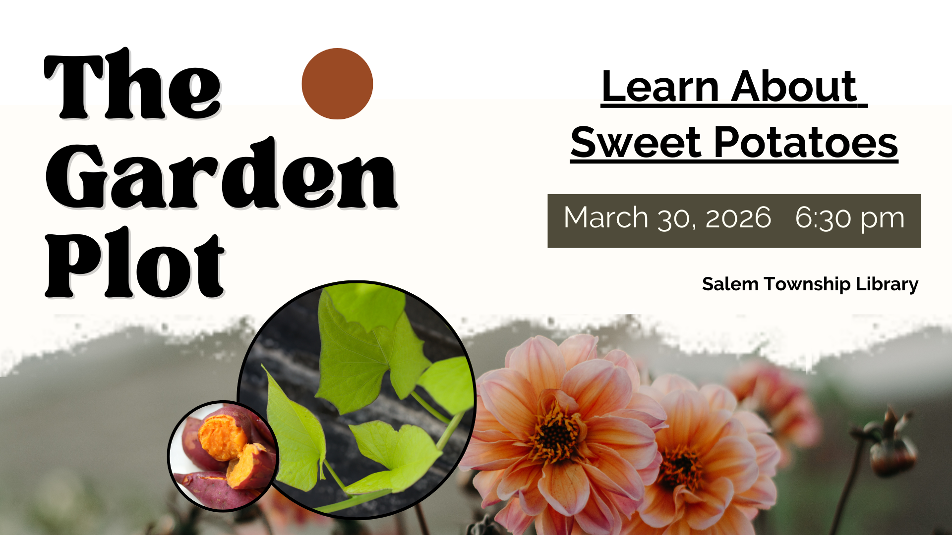 Sweet Potato Planting